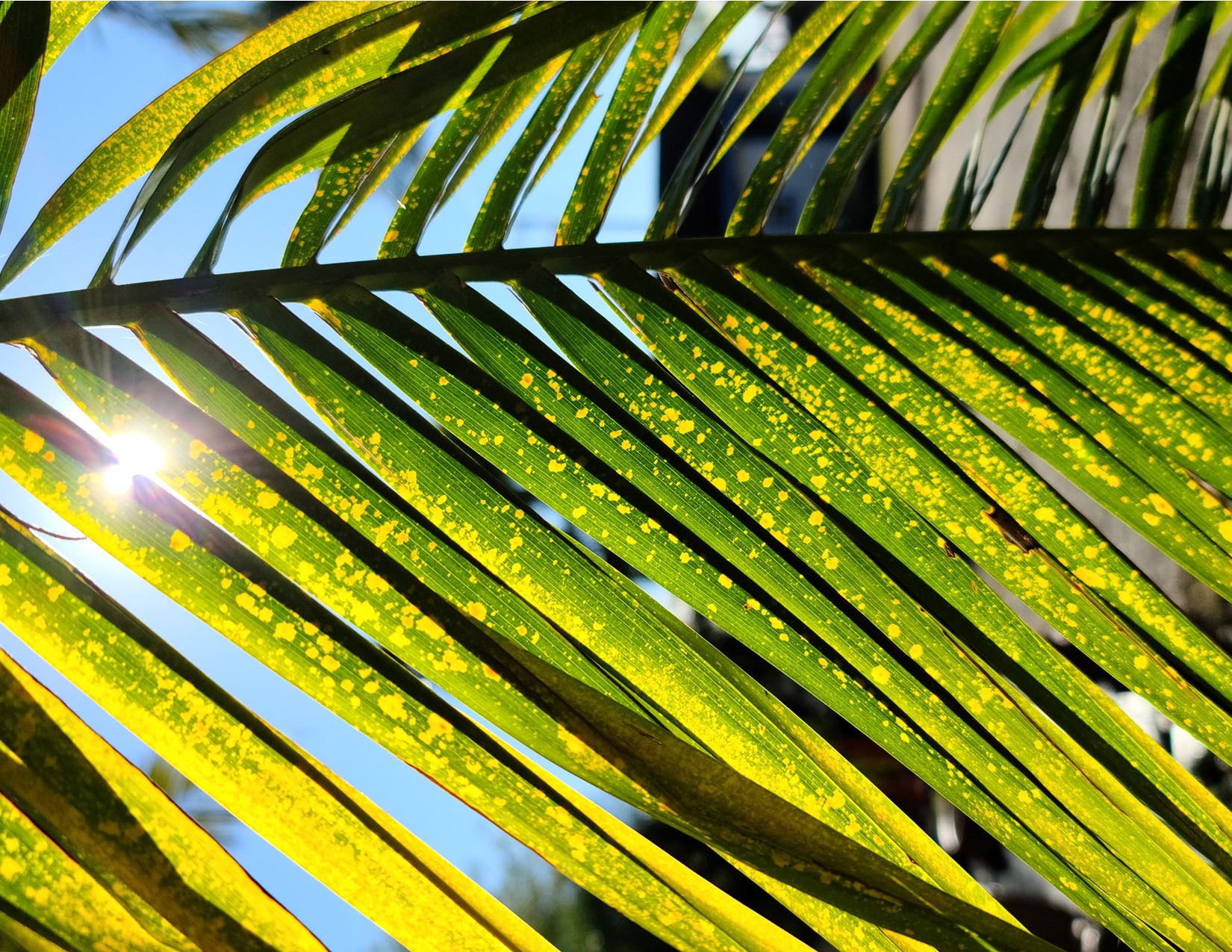 Consulting About Fertilizing and Nutrition Products For Palm Trees